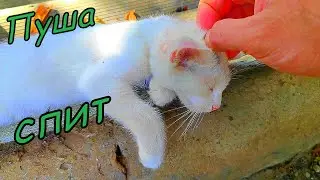 Котенок Пуша спит и пушкой не разбудить! Но я это сделал, разбудил котенка!
