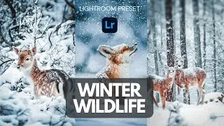 Winter Wildlife - Free Lightroom Mobile / Desktop Preset | Lightroom Filter