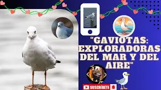 Gaviotas EXPLORADORES del Mar y del Aire.