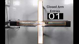 Elevated Plus Maze: Closed Arm and Open Arm Entries