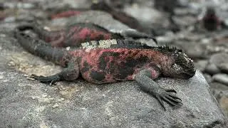 Galapagos Islands September 2024