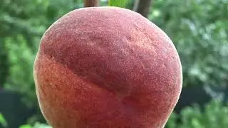 O frumusețe de roadă la un piersic