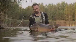 Diverse Role of Carp Fish