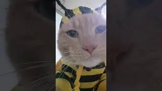 Cat is a cute bumblebee