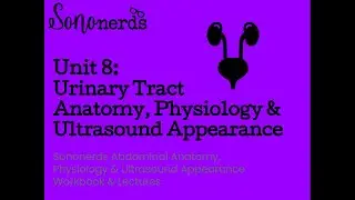 Urinary Tract Normal Anantomy, Physiology & Ultrasound Appearance