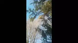 ASMR Nature Sounds Of Winds Blowing & Birds Chirping Most Soothing Sounds