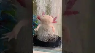 Аксолотль в джакузи #diving #дайвинг #милыеживотные