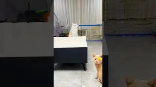#забавные котики #милота#теннис
