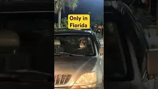 Driving Dog in Florida 🤣 