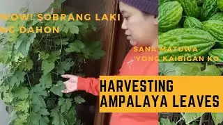 Harvesting Ampalaya leaves sa loob ng bahay / Filipina in Ireland