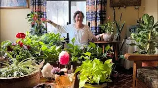 Por el correcto Desarrollo de los Anturios y rápida Flor