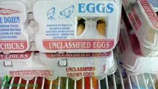 Debunking Egg Industry Myths