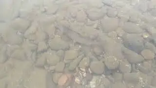 брат тайменя