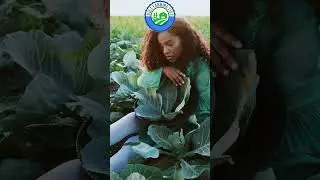 🥦 Cabbages have anti-cancer properties #farming #cabbage #shorts
