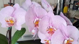 Орхидея ЦВЕТЁТ Без ОТДЫХА 🥰 КОГДА ПЕРЕСАЖИВАТЬ???