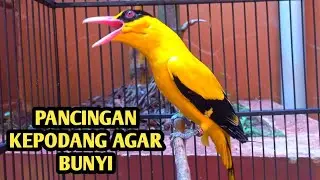 KICAUAN KEPODANG EMAS GACOR BUAT PANCINGAN KEPODANG AGAR BUNYI DAN IKUT GACOR