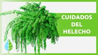 Cómo CUIDAR el HELECHO de BOSTON (Nephrolepis exaltata) 🌿✅ (Riego, Poda, Sustrato y Reproducción)