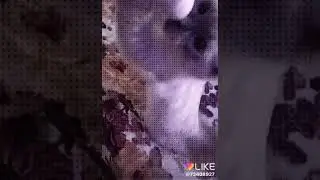 Любимка... Симбочка...