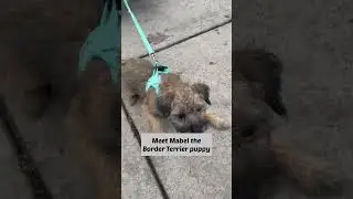 The Sea Otter Puppy! #dog #dogs #foryou #shorts #fyp #cutepuppy #seaotter #dogtraining #dogoftheday
