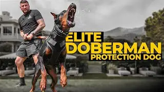 Elite Doberman Protection Dog