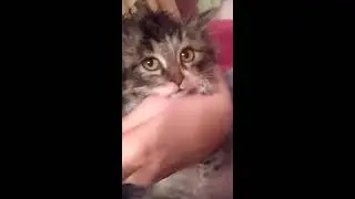 Сушка кота после купания
