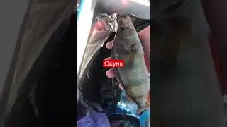 Рыбалка на Реке Молога