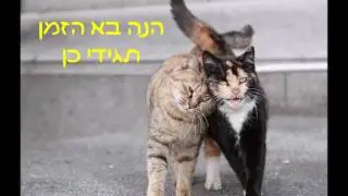 תגידי כן
