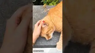 Little Kitten Plays PUBG 😂 - Funny Animals Compilation