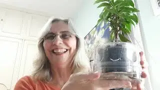 Plantas sim. Dengue não.