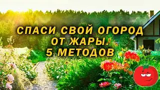Спаси свои растения от жары