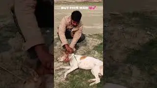 #dogcare #animallover #dogrescue #pomtoyanurag #doglover #streetdog #streetdogpluto