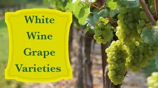 Chardonnay | Riesling | Sauvignon Blanc | Chenin Blanc | 4 Popular White Grape Varieties