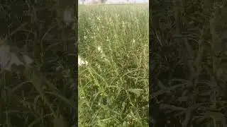 ખેડૂત 🌴 ખેતીવાડી 🌾 તલ ની ખેતી 🌾