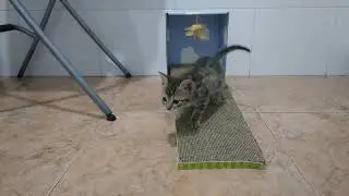 Manolito y Chemari