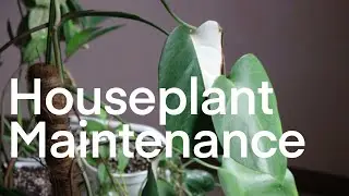 Houseplant Maintenance - Repotting Silver Pothos, ZZ plant, Syngonium, Philodendron, Pothos!