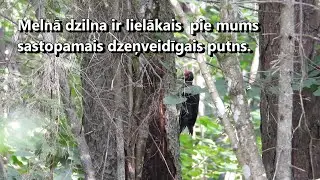 Melnā dzilna (Dryocopus martius) / Black Woodpecker