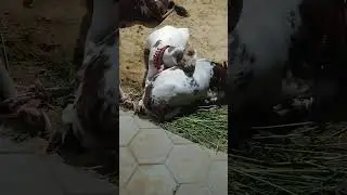 Funny Goat Sleeping 