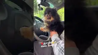 Мини девочка ШПИЦА.Можно купить на valentra.ru 