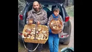 boletus pinicolas