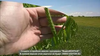 КУБУС Озима пшениця.