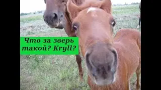 Обзор и тестирование торговых роботов Kryll