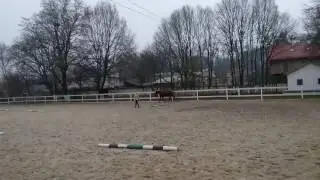 Работа с лошадью на свободе. Конный клуб "Прованс" и Школа общения с лошадьми "Экви-Вита".