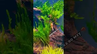 Аквариум с креветками 🦐👍
