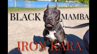 Питбуль в деле. Black Mamba's Iron Kara