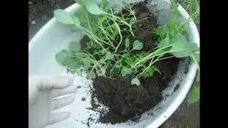 Как высадить рассаду капусты из теплицы в открытый грунт.