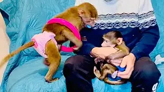 У Влада теперь СВОЙ ЦИРК, Люська нашла себе хулахуп, а Степка пытается его отобрать себе)))