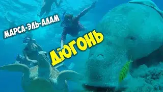 Дюгонь (морская корова): тайны экскурсии на Марса-Эль-Алам