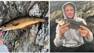 Lure Fishing Cornwall- Pollock, Bass, wrasse and mackerel
