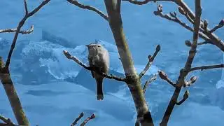 Мелодия весны