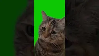 Sad Cat Meowing Meme Green Screen || 